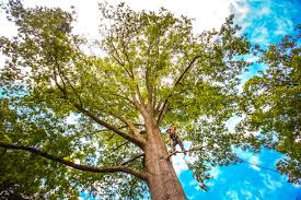 Trusted Lordsburg, NM Tree Removal Experts
