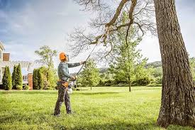 Best Tree Disease Treatment  in Lordsburg, NM