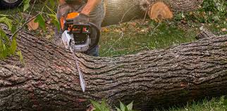 Best Storm Damage Tree Cleanup  in Lordsburg, NM