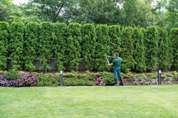 Best Tree Health Inspection  in Lordsburg, NM