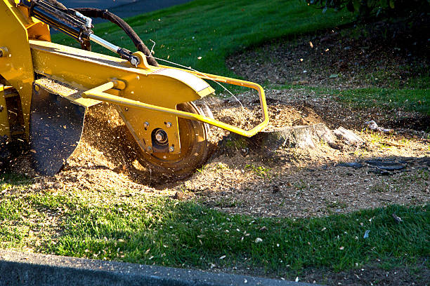 Best Organic Lawn Care Solutions  in Lordsburg, NM