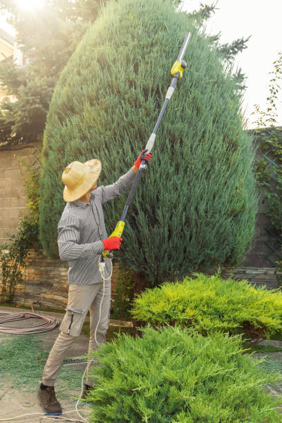 Best Emergency Tree Removal  in Lordsburg, NM
