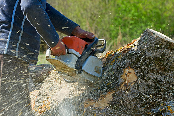 Best Lawn Renovation and Restoration  in Lordsburg, NM