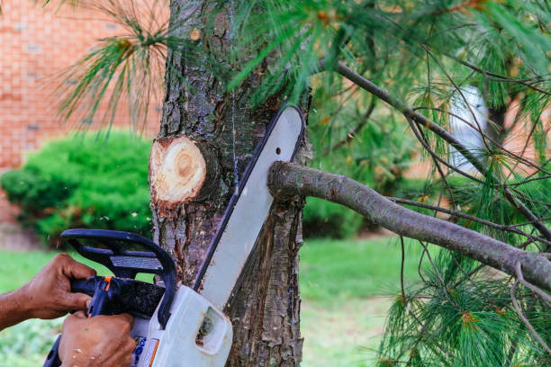 Best Tree Cabling and Bracing  in Lordsburg, NM